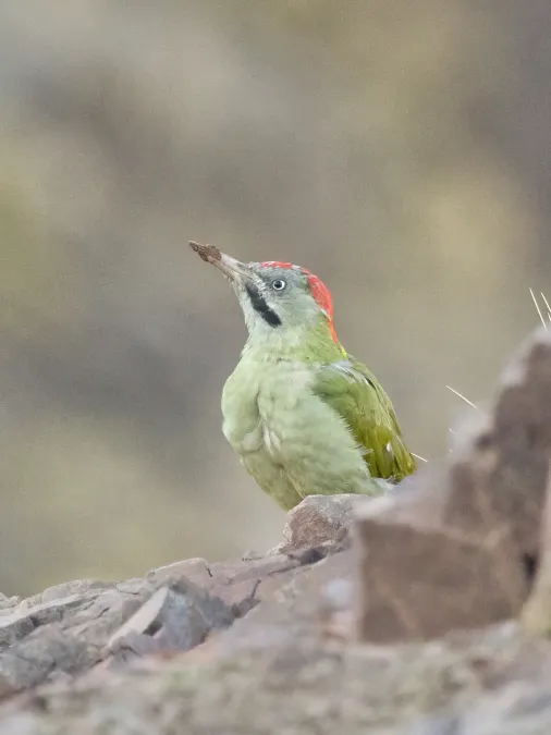 File:Picus vaillantii 239307829.jpg