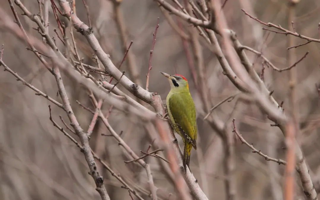 File:Picus vaillantii 97481098.jpg