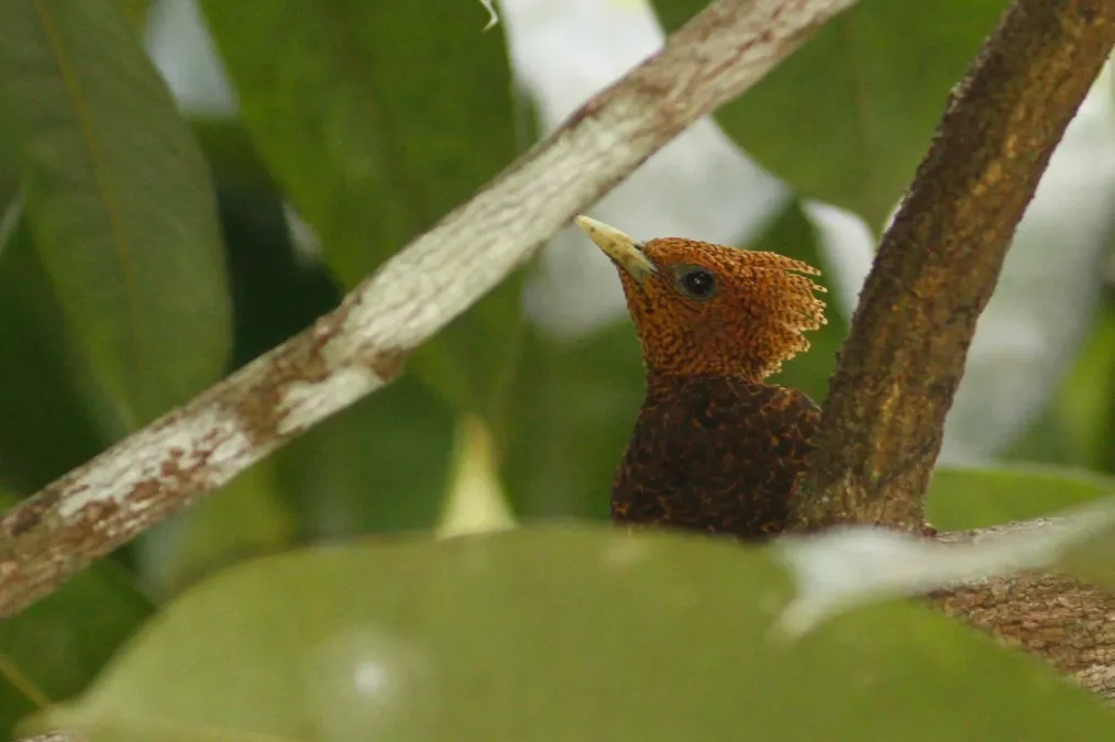 File:Celeus undatus 5489549.jpg