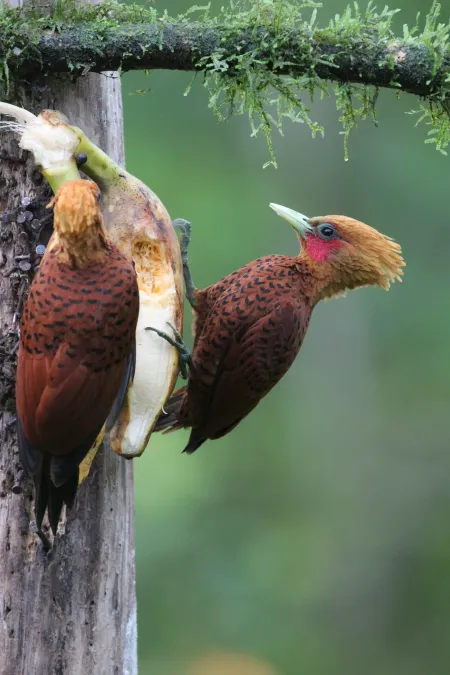 File:Celeus castaneus 254071344.jpg