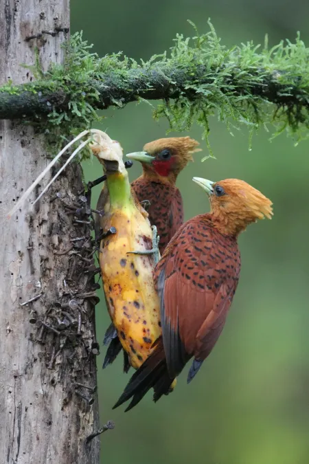 File:Celeus castaneus 254071208.jpg