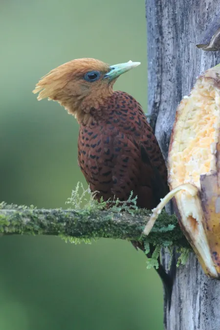 File:Celeus castaneus 253921166.jpg
