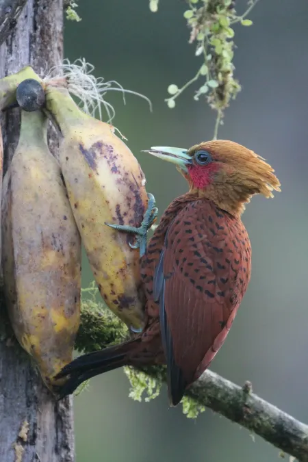 File:Celeus castaneus 253921282.jpg