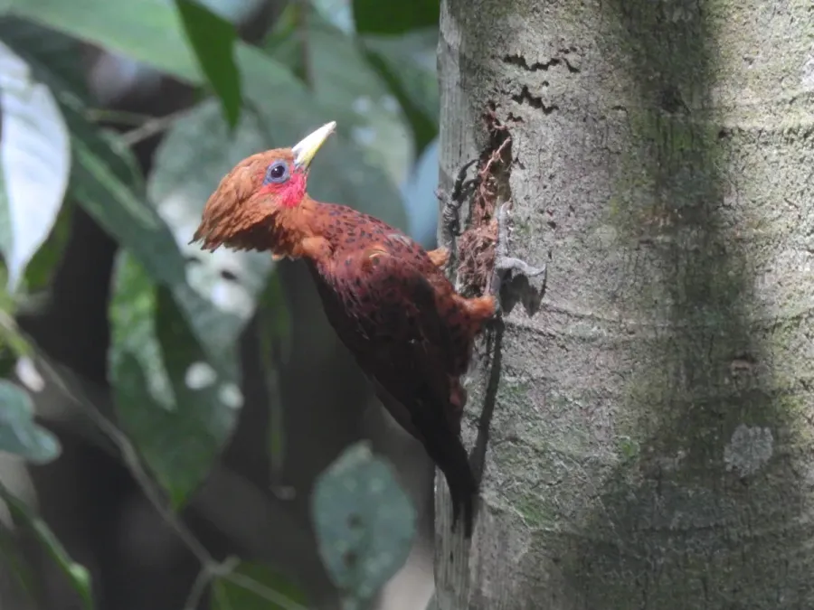 File:Celeus castaneus 22394485.jpg