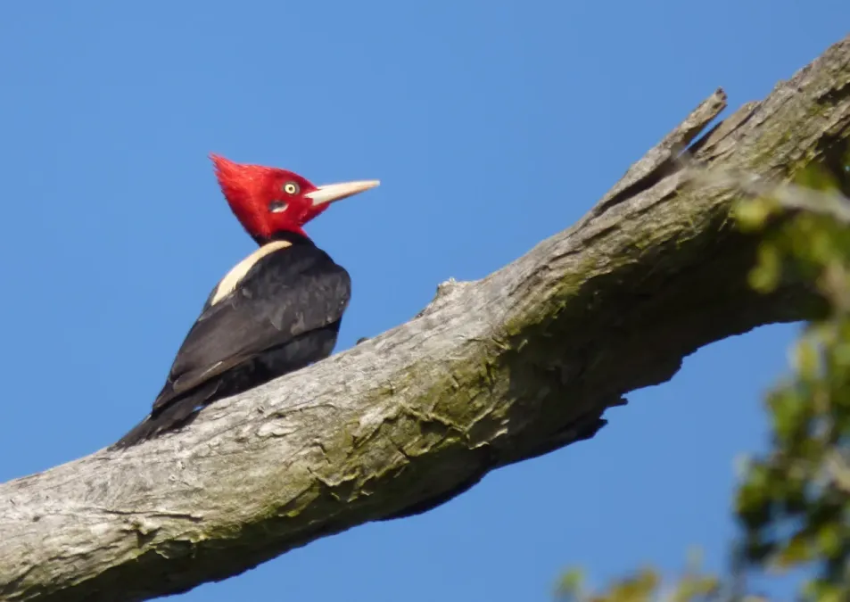 File:Campephilus leucopogon 224086084.jpg