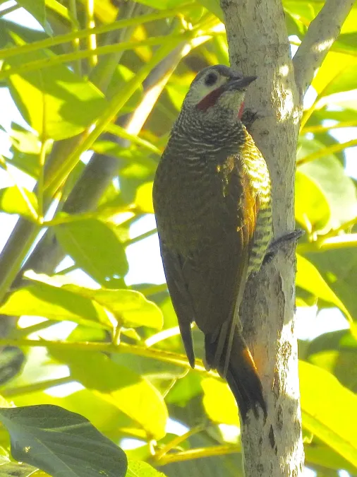 File:Colaptes auricularis 6233848.jpg