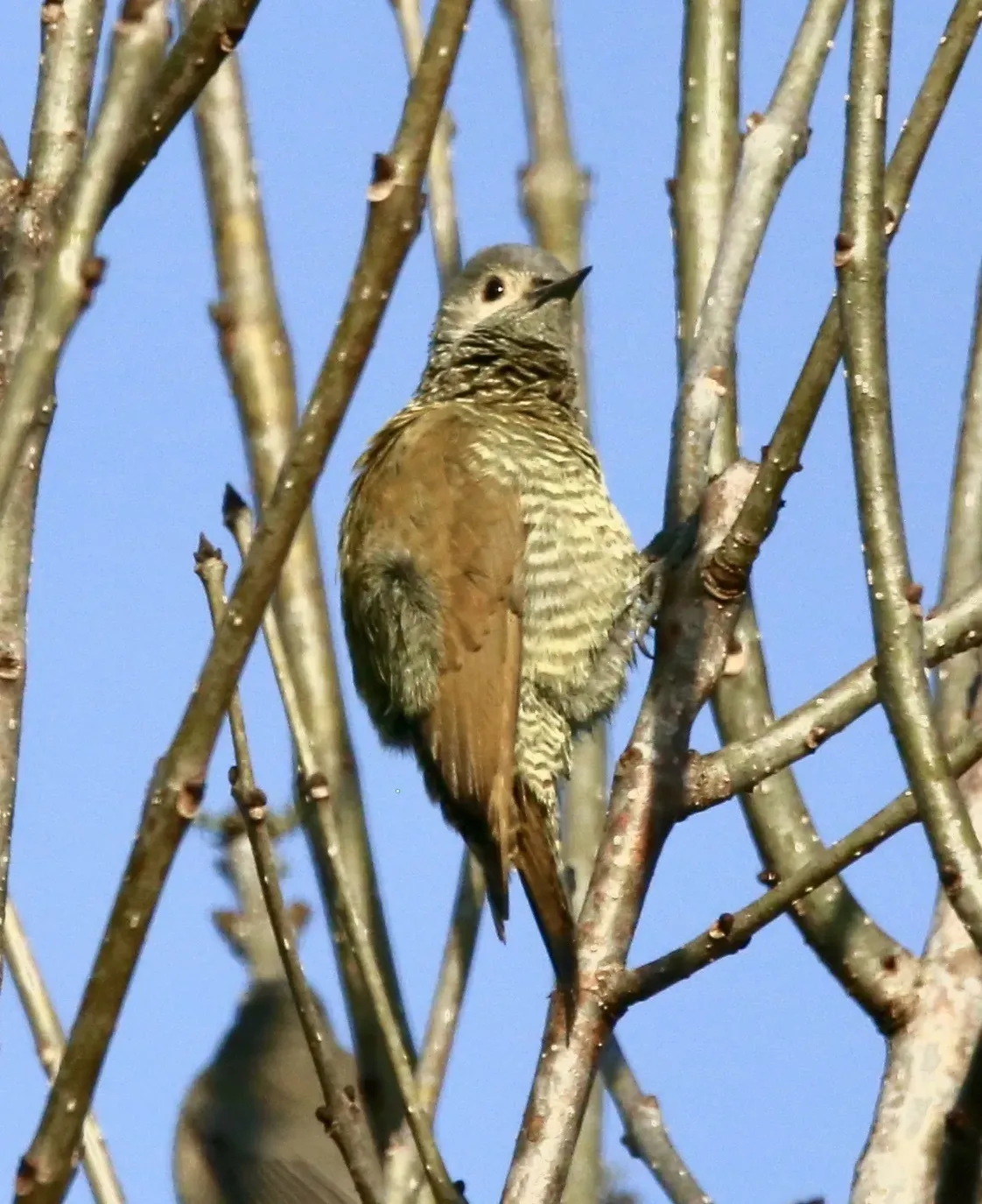 File:Colaptes auricularis 267622885.jpg