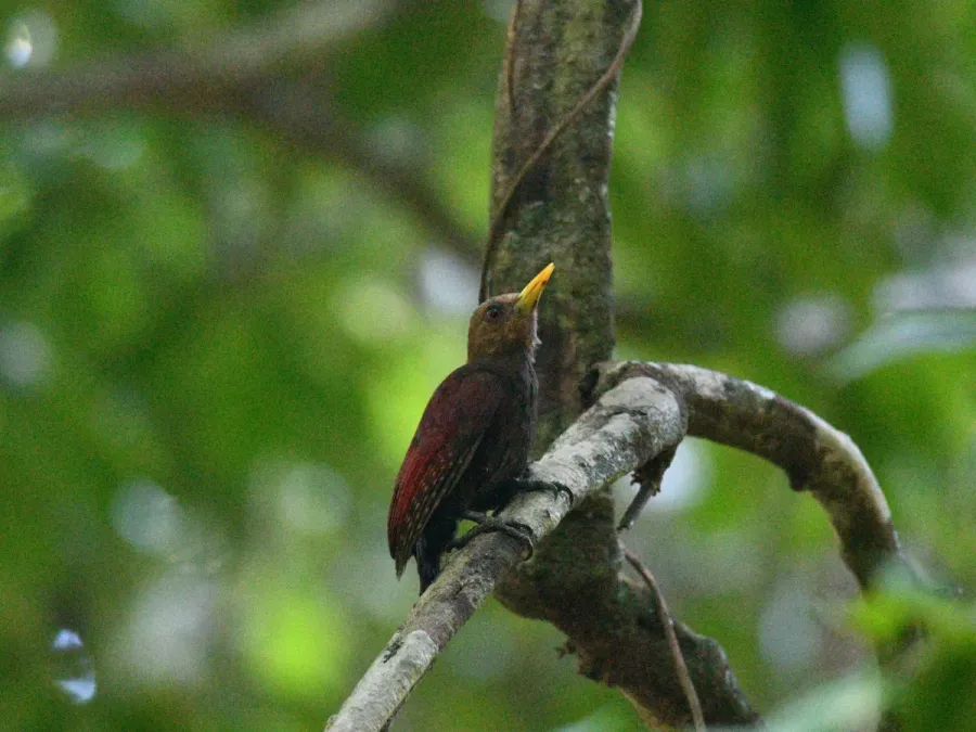 File:Blythipicus rubiginosus 233061881.jpg