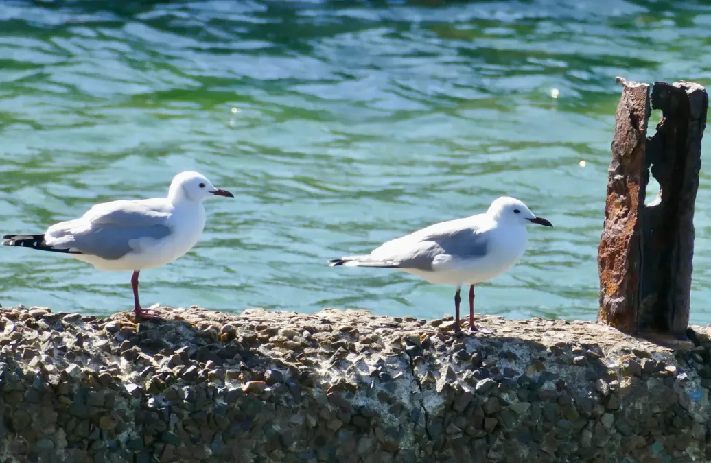 File:Hartlaub's Gulls (Chroicocephalus hartlaubii) (52886080133).jpg