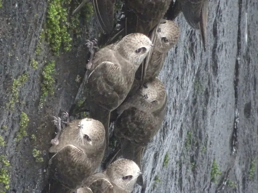 File:Cypseloides senex 137128685.jpg