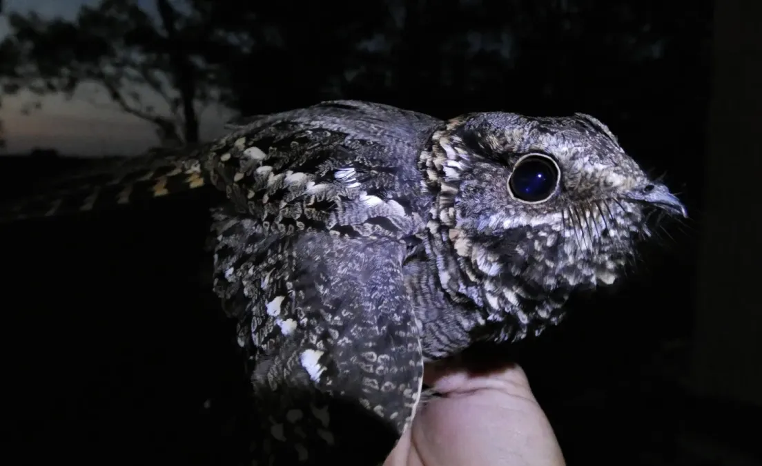 File:Dormilon tijereta (Hydropsalis torquata), 2019, Uruguay.JPG
