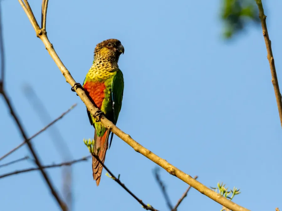 File:Pyrrhura amazonum pallescens Madeira Parakeet; Candeias do Jamari, Rondônia, Brazil.jpg