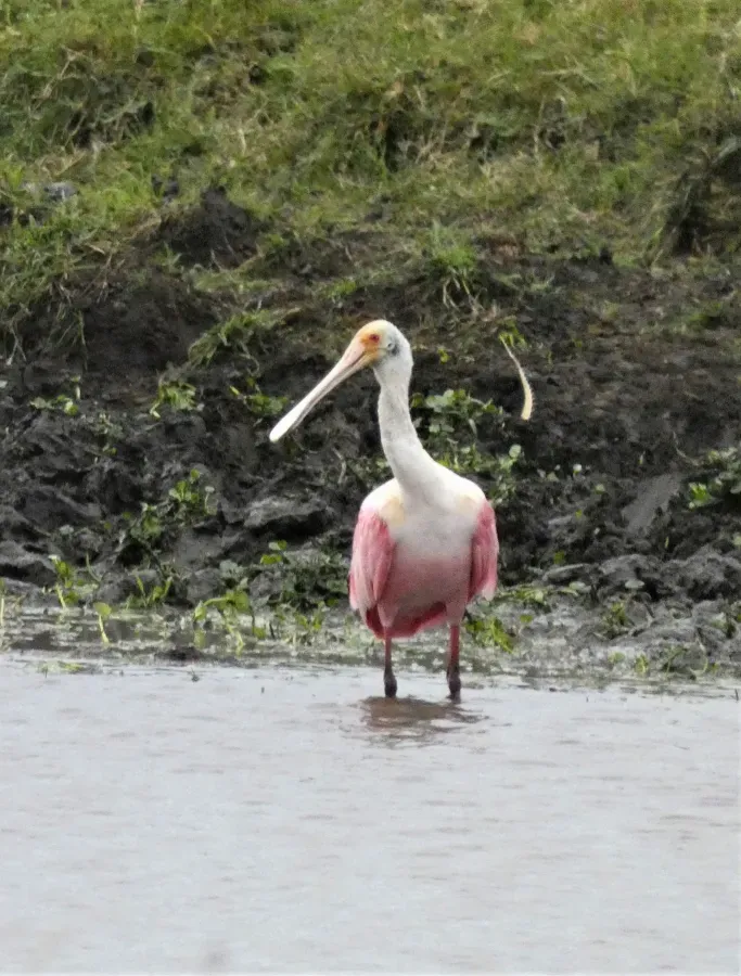 File:Espatula rosada (Platalea ajaja), 2021, Uruguay.jpg