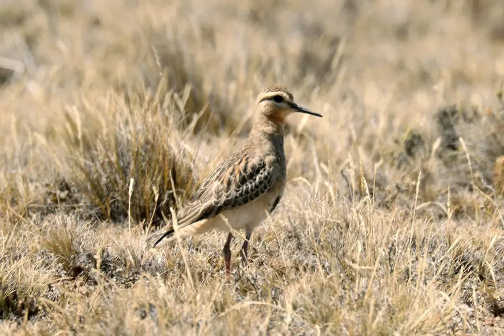 File:Oreopholus ruficollis, Magallanes, Santa Cruz, Argentina 1.jpg
