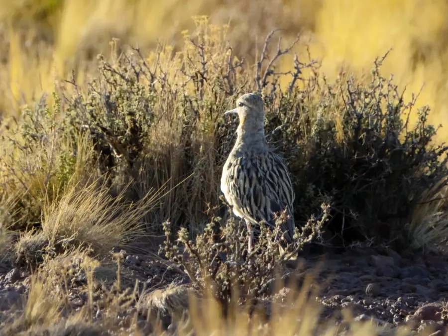 File:Oreopholus ruficollis, San Pedro de Atacama, Antofagasta, Chile 2.jpg