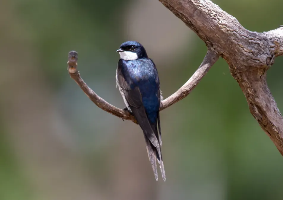 File:Pygochelidon melanoleuca Black-collared Swallow; river Ji-Parana, Machadinho d'Oeste, Rondônia, Brazil 03.jpg