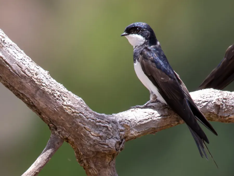 File:Pygochelidon melanoleuca Black-collared Swallow; river Ji-Parana, Machadinho d'Oeste, Rondônia, Brazil 02.jpg