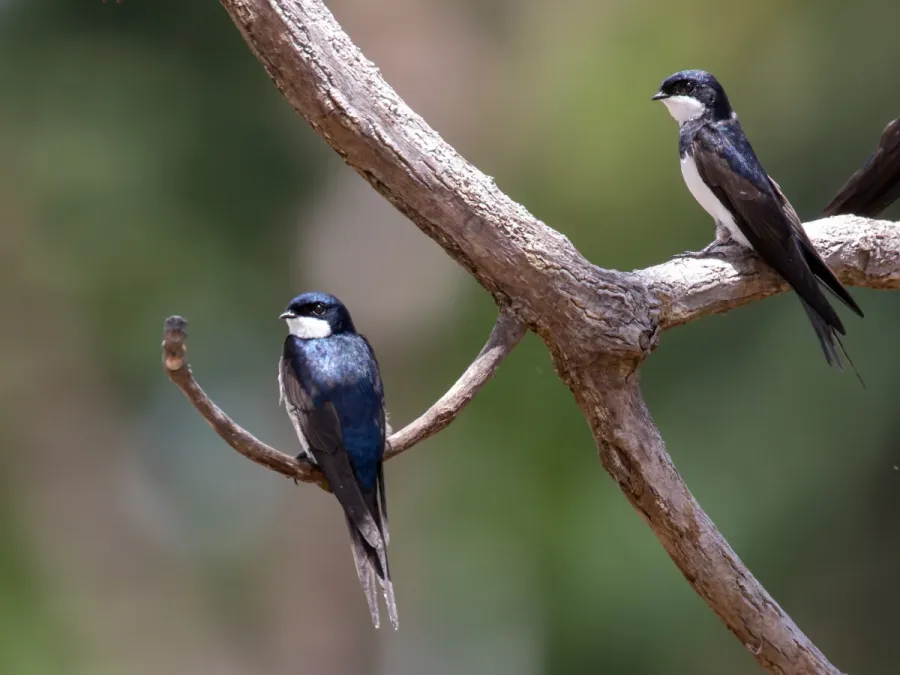 File:Pygochelidon melanoleuca Black-collared Swallow; river Ji-Parana, Machadinho d'Oeste, Rondônia, Brazil 01.jpg