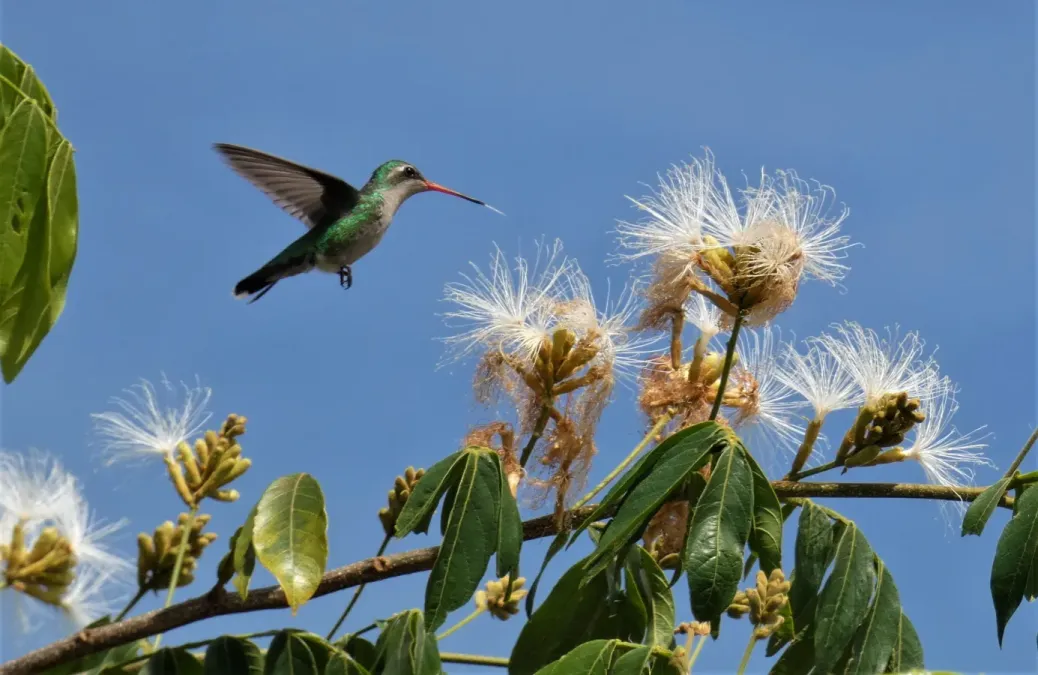 File:Picaflor verde (Chlorostilbon lucidus), 2019, Uruguay.jpg