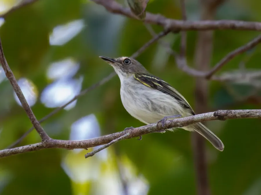 File:Poecilotriccus senex Buff-cheeked Tody-Flycatcher; Machadinho d'Oeste, Rondônia, Brazil (cropped).jpg