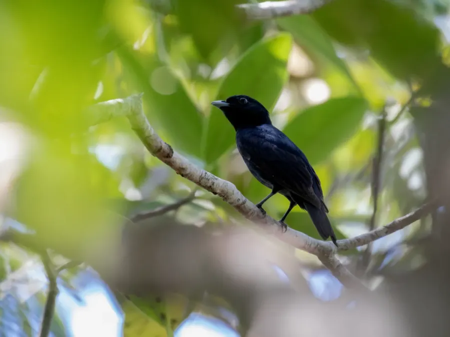 File:Xenopipo atronitens Black Manakin (male); Machadinho d'Oeste, Rondônia, Brazil.jpg