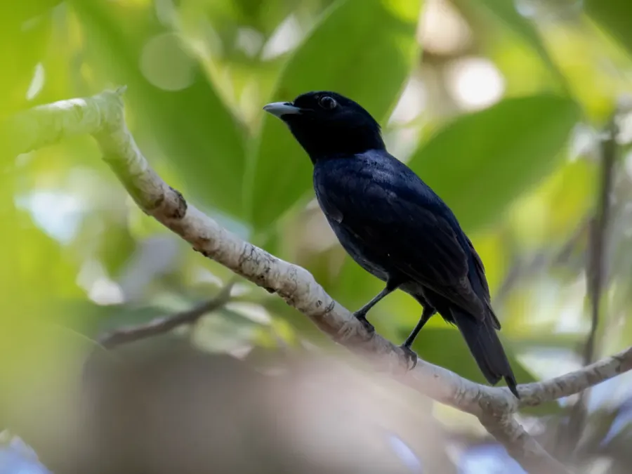 File:Xenopipo atronitens Black Manakin (male); Machadinho d'Oeste, Rondônia, Brazil (cropped).jpg