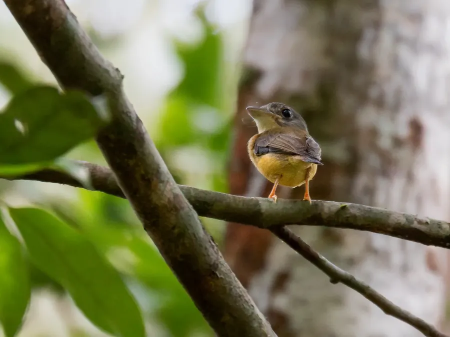File:Platyrinchus platyrhynchos White-crested Spadebill; Machadinho d'Oeste, Rondônia, Brazil.jpg