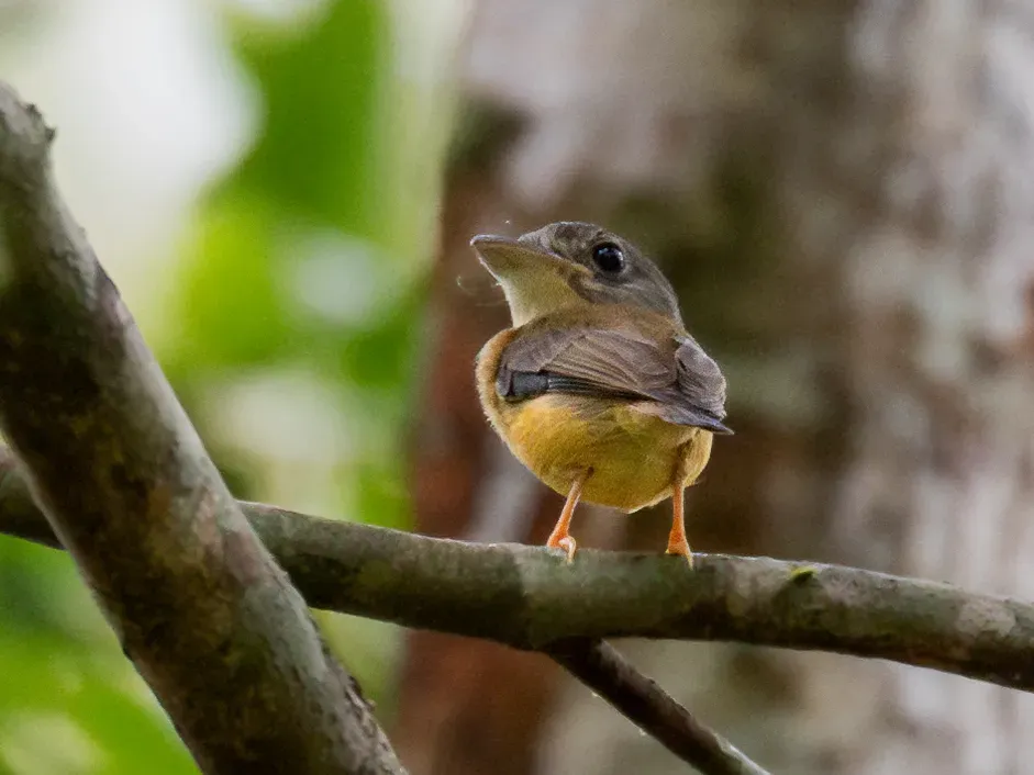 File:Platyrinchus platyrhynchos White-crested Spadebill; Machadinho d'Oeste, Rondônia, Brazil (cropped).jpg