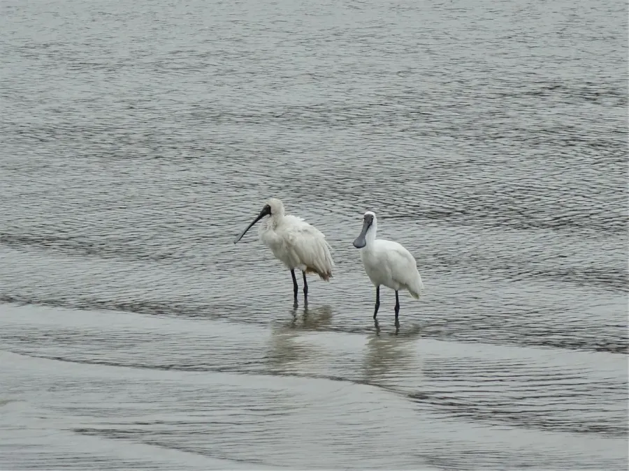 File:Kōtuku Ngutupapa (Royal Spoonbill) Platalea regia along Kiwi Esplanade.jpg