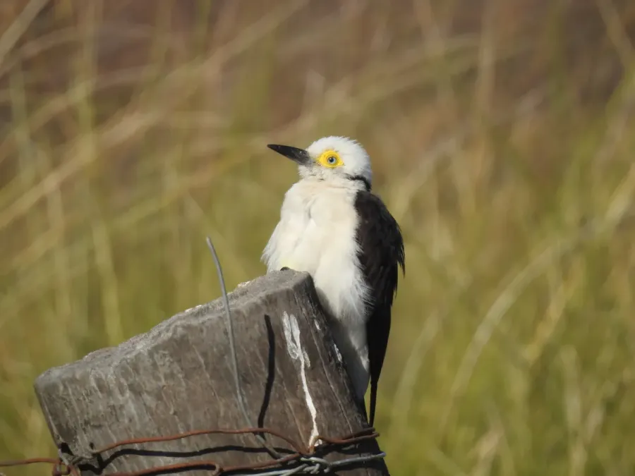 File:Melanerpes candidus 152619652.jpg