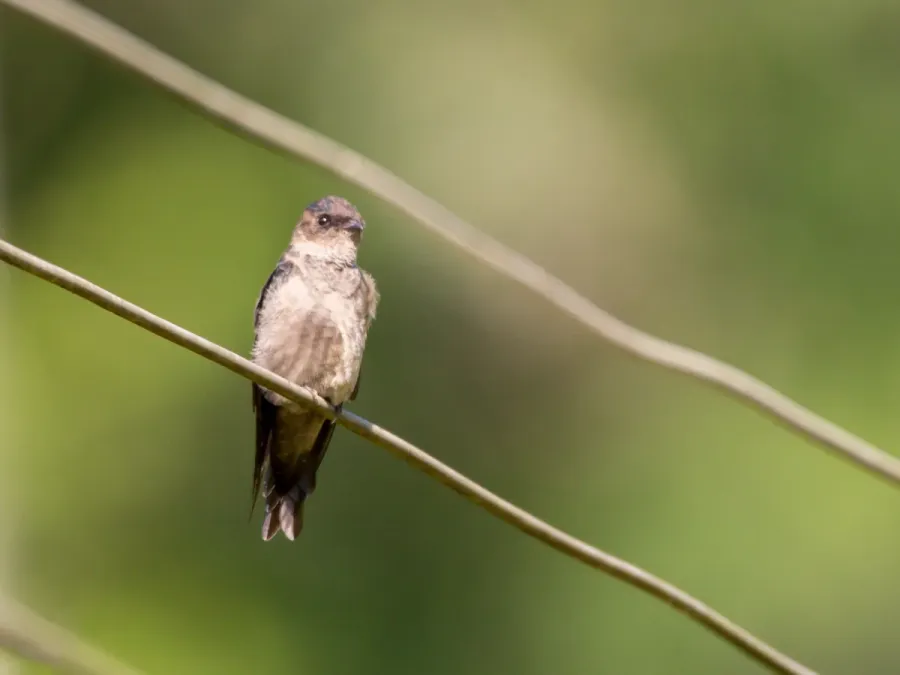 File:Atticora tibialis, Xerém, Rio de Janeiro 08.jpg