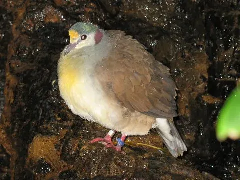File:Stavenn Gallicolumba tristigmata 00.jpg