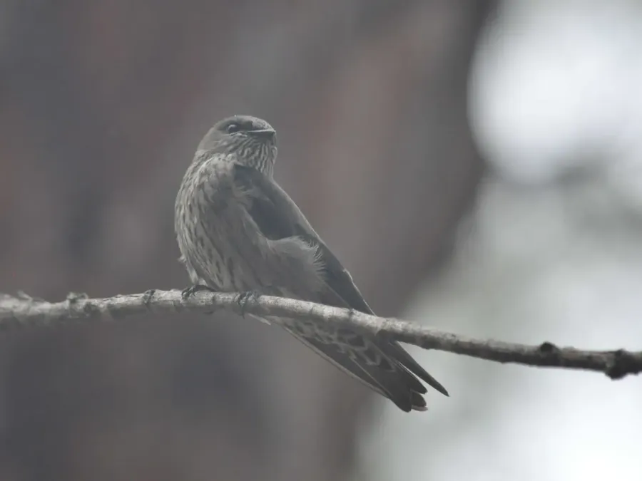 File:Phedina borbonica 183279540 (cropped).jpg