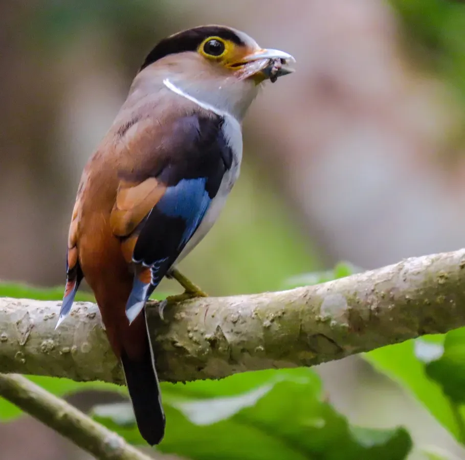 File:Serilophus lunatus feeding.jpg