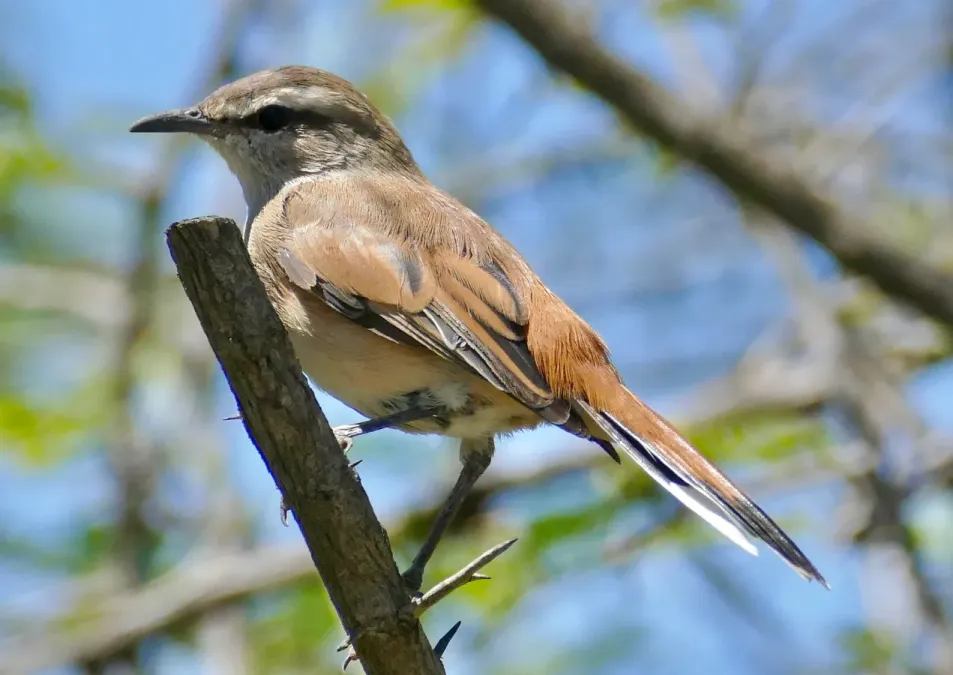 File:Kalahari Scrub-Robin (Cercotrichas paena) (52910984957).jpg