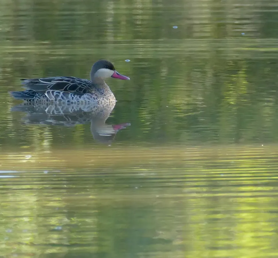 File:Red-billed Teal (Anas erythrorhyncha) (52909157118).jpg