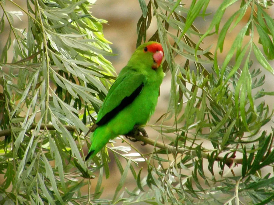 File:Agapornis taranta 2040762.jpg