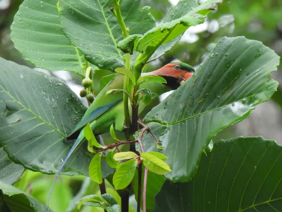 File:Psittacula longicauda 179250884.jpg