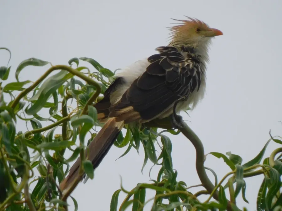 File:Guira guira 247205989.jpg