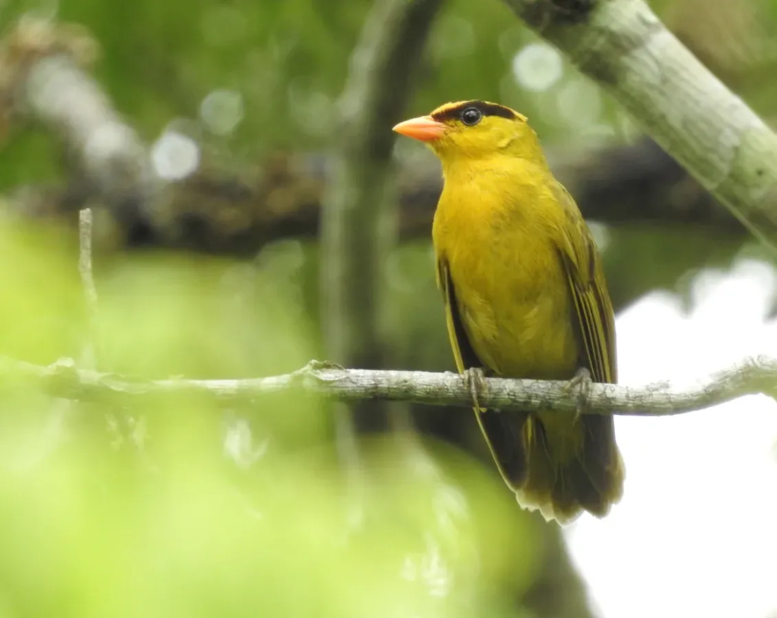 File:Heliothraupis oneilli (51648767088).jpg