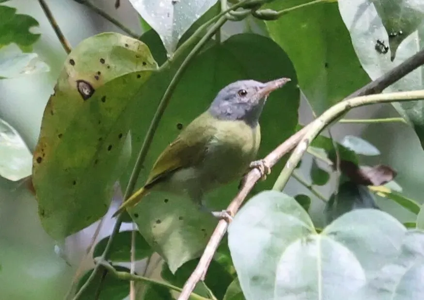 File:Deleornis axillaris 257851462.jpg
