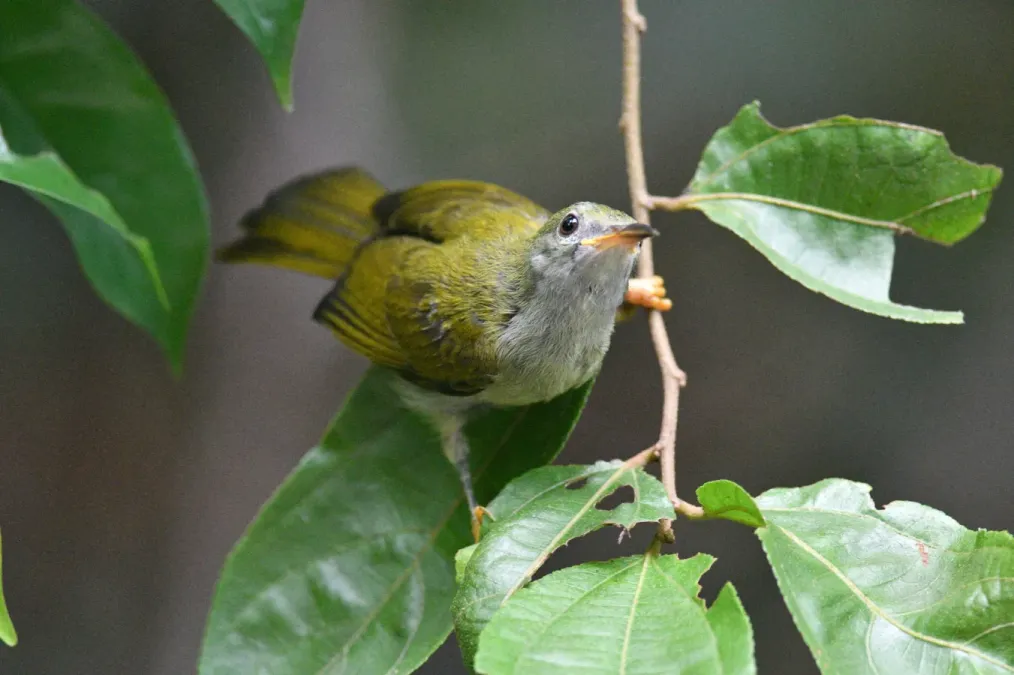 File:Anthreptes simplex 237644747.jpg