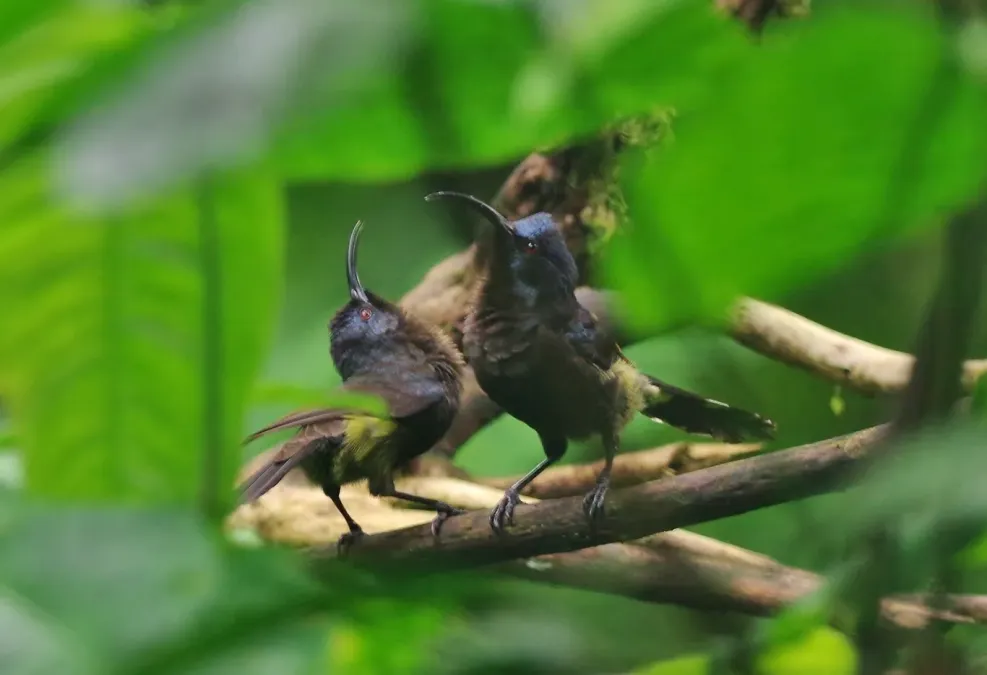 File:Dreptes thomensis 12933301 (cropped).jpg