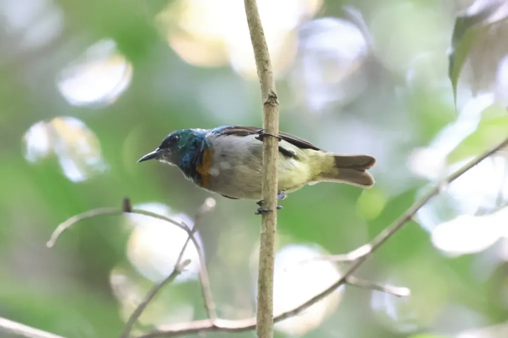 File:Anthreptes rectirostris 257428418.jpg