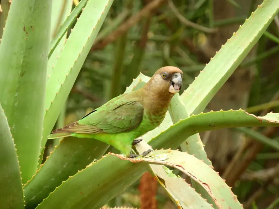 File:Poicephalus cryptoxanthus cryptoxanthus 249665418.jpg
