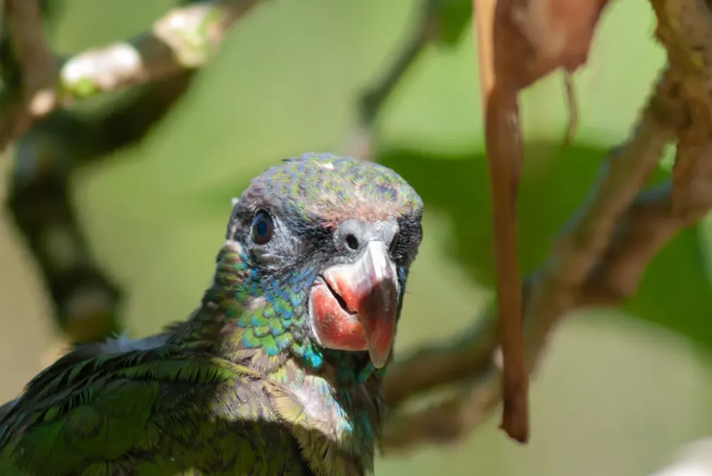File:Pionus sordidus 247023878.jpg