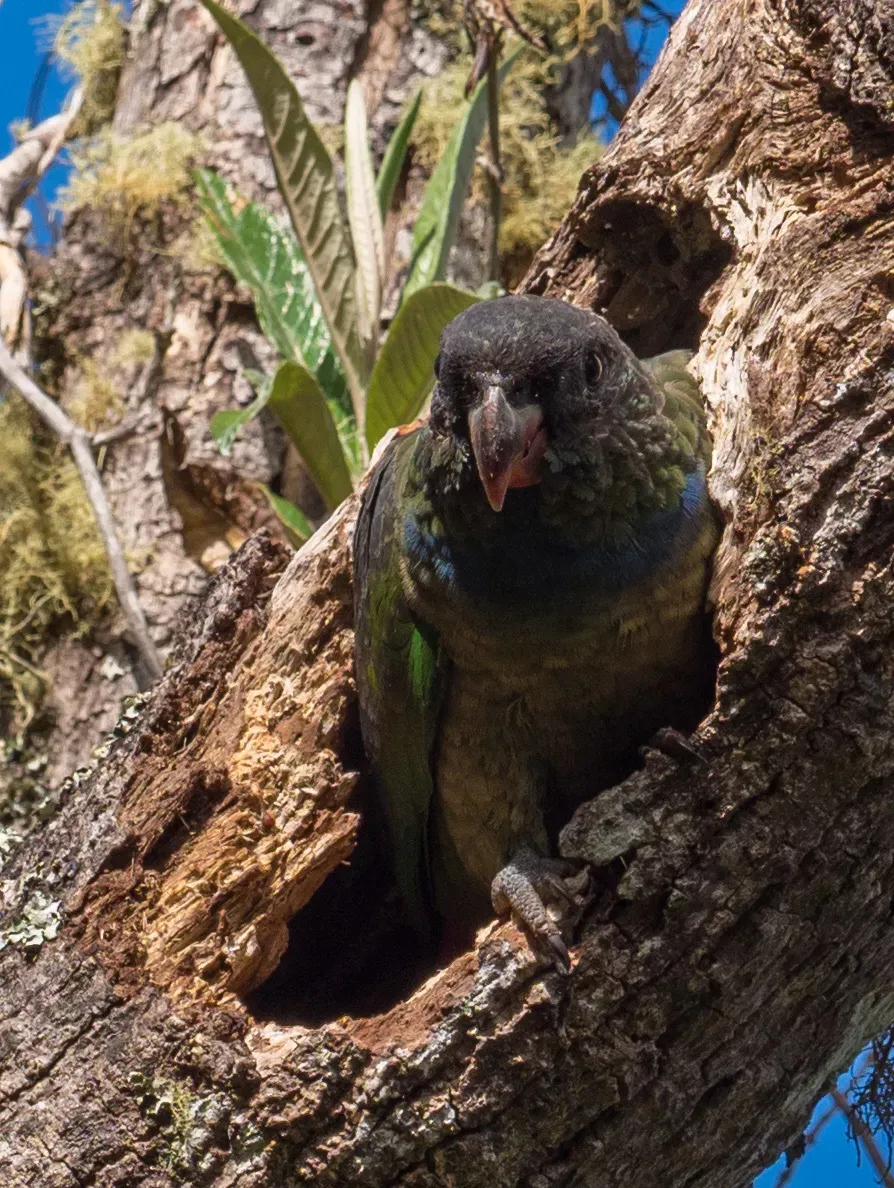 File:Pionus sordidus 60458670.jpg
