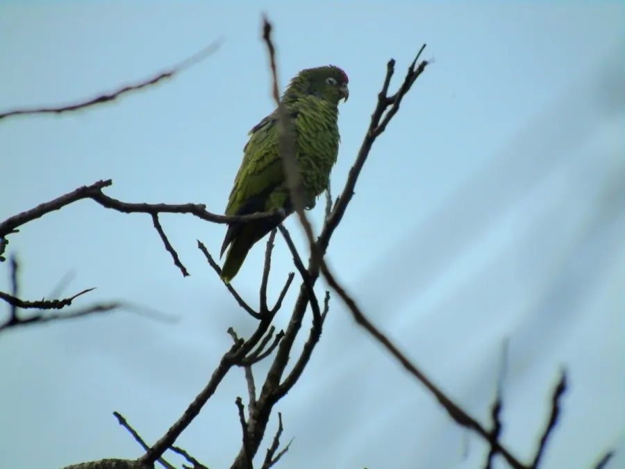 File:Amazona tucumana 224227078.jpg