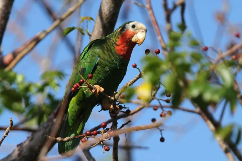File:Amazona leucocephala bahamensis 94141151.jpg