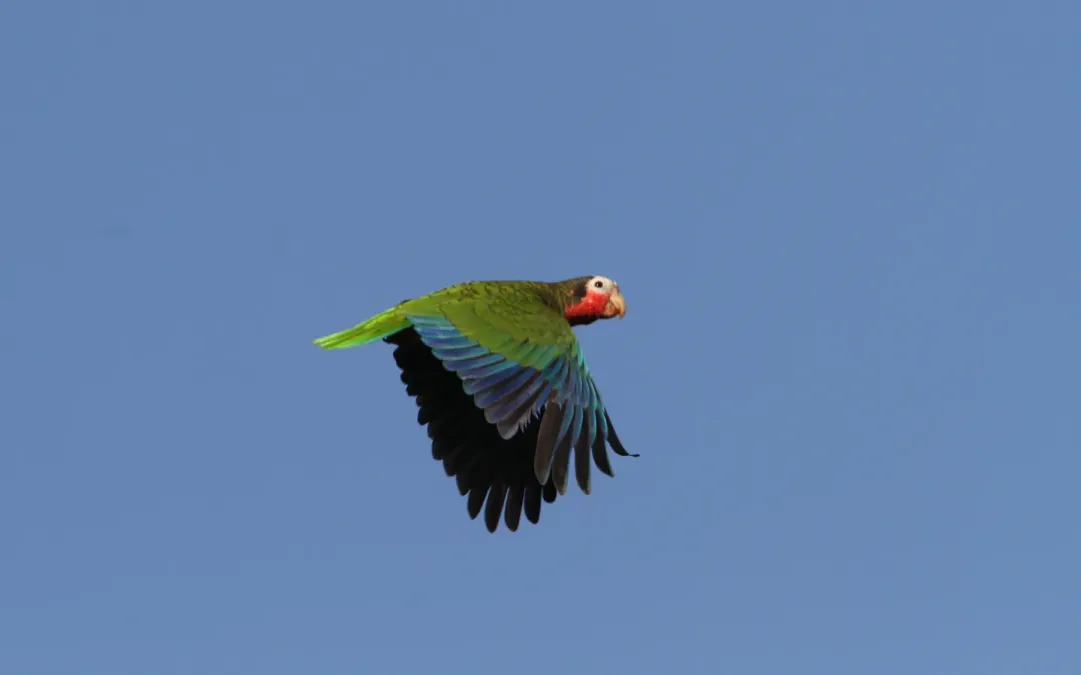 File:Amazona leucocephala 104124559.jpg